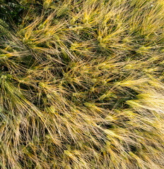 Green barley field shoot from drone