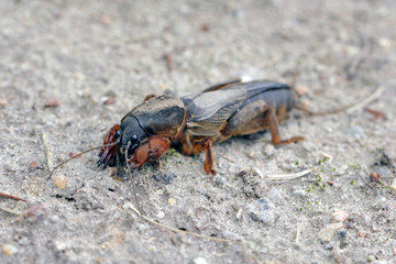 Adult of European Mole Cricket, Gryllotalpa gryllotalpa, on sandy Soil. high magnification
