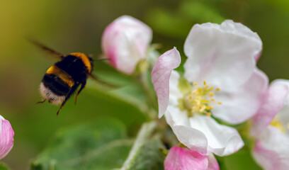 Apple tree branch with flowers and bumblebee in the spring garden
 

