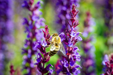 Biene im heimischen Garten
