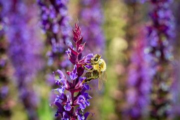 Biene im heimischen Garten