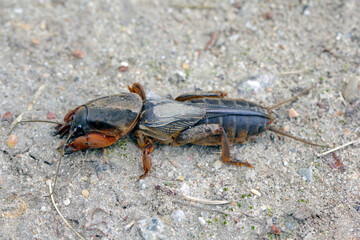 Adult of European Mole Cricket, Gryllotalpa gryllotalpa, on sandy Soil. high magnification