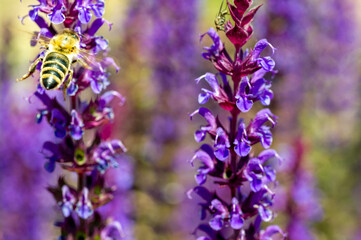 Biene im heimischen Garten