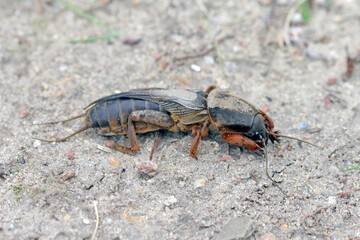 Adult of European Mole Cricket, Gryllotalpa gryllotalpa, on sandy Soil. high magnification