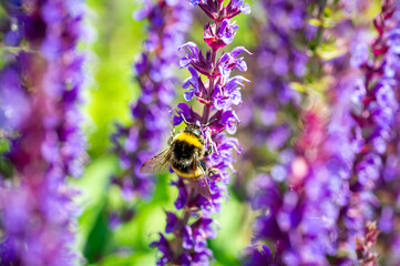 Hummel im Garten auf Staude