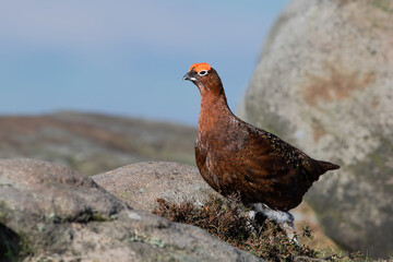 Red Grouse (Lagopus lagopus scotica) in the heather moorland of the Peak District
