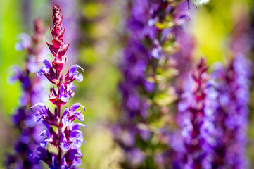 Hummel im Garten auf Staude