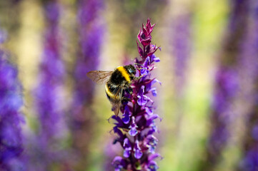 Hummel im Garten auf Staude