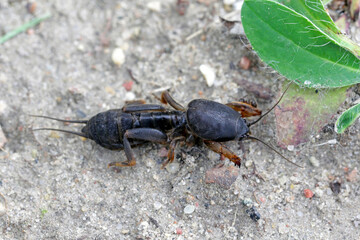 Larva of European Mole Cricket, Gryllotalpa gryllotalpa, on sandy Soil. high magnification