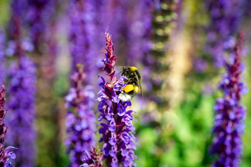 Hummel im Garten auf Staude
