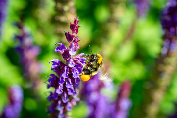Hummel im Garten auf Staude