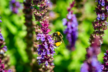 Hummel im Garten auf Staude