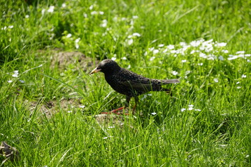 Black little bird in green grass. Spring time, sunny day