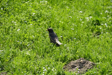 Black little bird in green grass. Spring time, sunny day