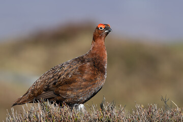 Red Grouse (Lagopus lagopus scotica) in the heather moorland of the Peak District