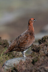 Red Grouse (Lagopus lagopus scotica) in the heather moorland of the Peak District