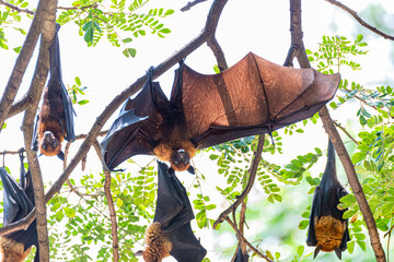 fruit bat on the tree in Thailand
