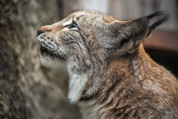 Lynx 