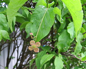 Euonymus verrucosus - flowers close up