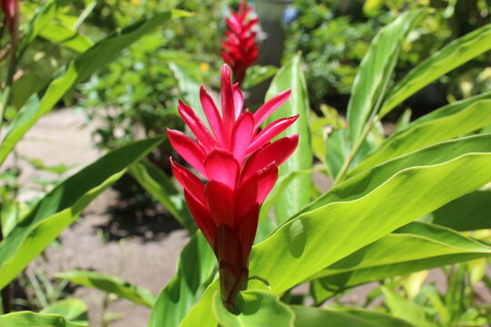 French Polynesian Local Bright Red Flowering Plant, In Tahiti