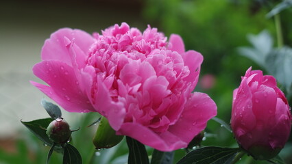 pink tulips in the garden