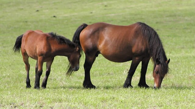 Mare and foal grazing in lush green meadow. Horses for meat consumption.