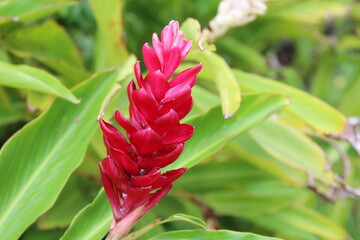 Bright tropical wild flower in Tahiti region of French Polynesia
