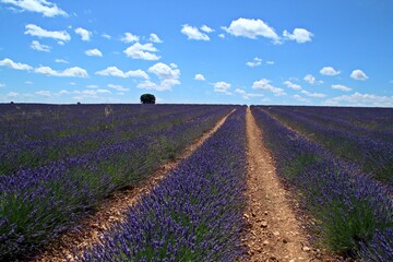 Campos de lavanda en floración en Brihuega, Guadalaja, España. Paisaje de interminables hileras de esta aromática planta medicinal en flor en los calurosos días de Julio.