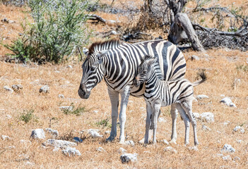 Naklejka na ściany i meble Zebra mother and baby in Africa, Botswana