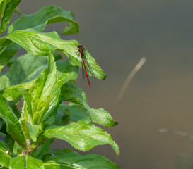 Obraz premium Close up Macro Shot of small red british damselfly in pond aquatic plant setting