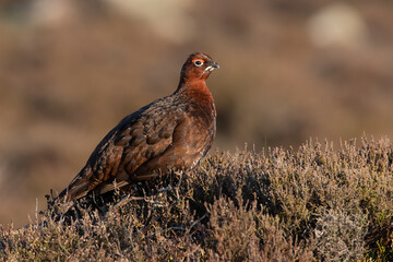 Red Grouse (Lagopus lagopus scotica) in the heather moorland of the Peak District