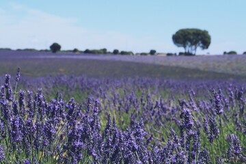 Fototapeta premium Campos de lavanda en floración en Brihuega, Guadalaja, España. Paisaje de cultivo de esta aromática planta medicinal en flor de colores violáceos en los calurosos días de Julio.