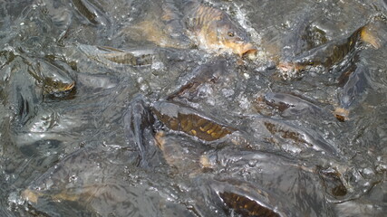 close up of an alligator