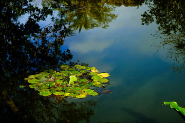 A small pond with some plants and reflections on a sunny day