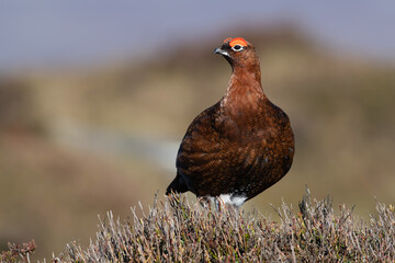 Red Grouse (Lagopus lagopus scotica) in the heather moorland of the Peak District