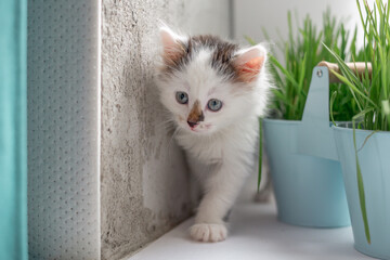 Cute little fluffy white kitten on a light white background with potted grass. Close up. A pet.
