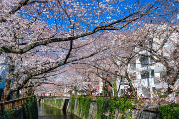 東京 中目黒の桜並木 別所橋から