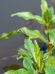 Close up Macro Shot of small red british damselfly in pond aquatic plant setting