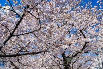 Fototapeta premium 東京 中目黒の桜