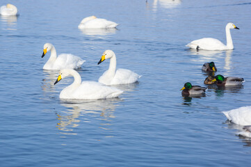 White swans swimming in the nonfreezing winter lake