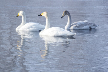 White swans swimming in the nonfreezing winter lake