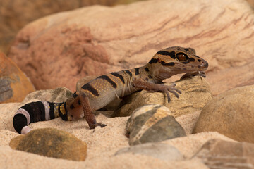 Chinese Tiger Gecko (Goniurosaurus araneus) in rocky desert scene