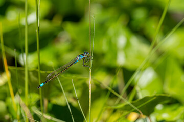 Close up Macro Shot of blue-tailed damselfly or common bluetail in green grass field setting