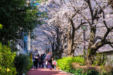 Obraz premium 東京 中目黒の桜並木 遊歩道