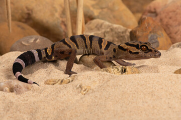 Chinese Tiger Gecko (Goniurosaurus araneus) in rocky desert scene