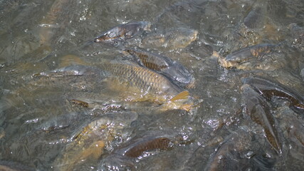 fish in the water