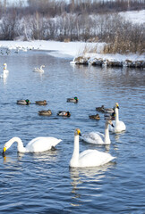 White swans swimming in the nonfreezing winter lake
