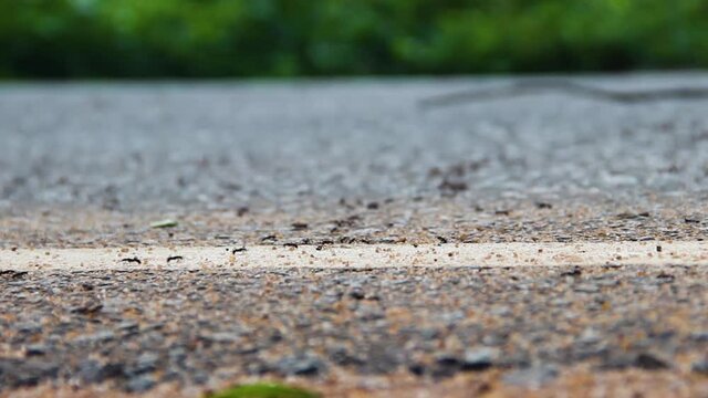 Column of legionary ants crosses the paved road. Rain forests in southern Sri Lanka. Army Ant Syndrome and compulsory community service. Sound: birds singing in jungle and noise of cars
