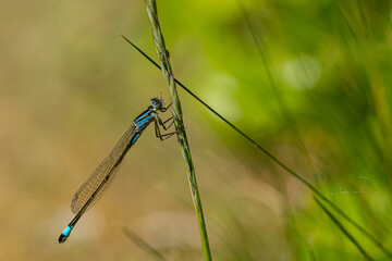 Close up Macro Shot of blue-tailed damselfly or common bluetail in green grass field setting