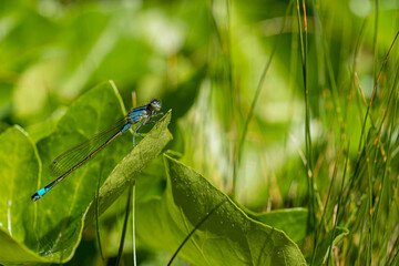 Close up Macro Shot of blue-tailed damselfly or common bluetail in green grass field setting